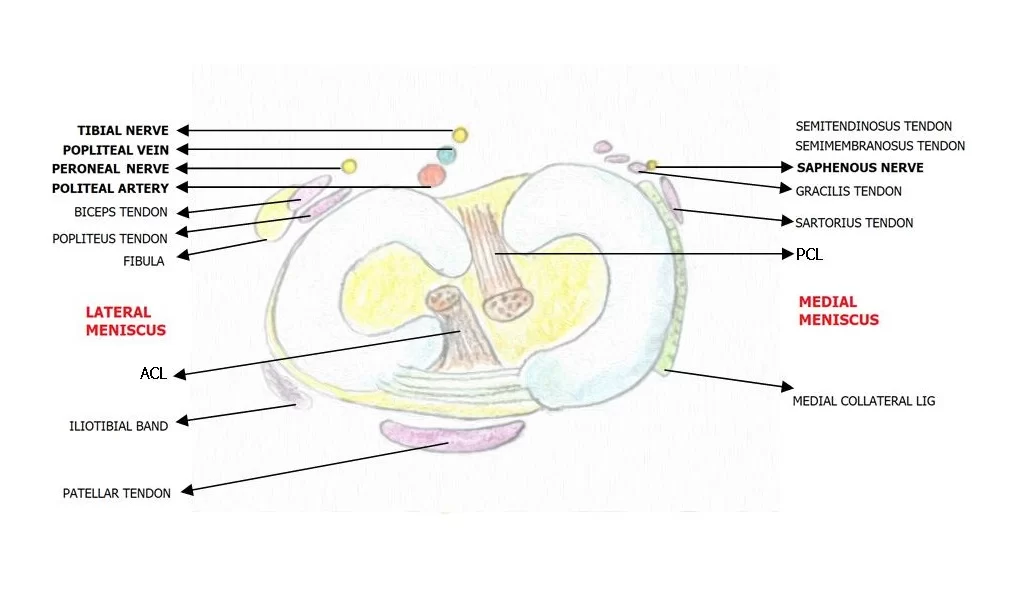 Meniscal Anatomy